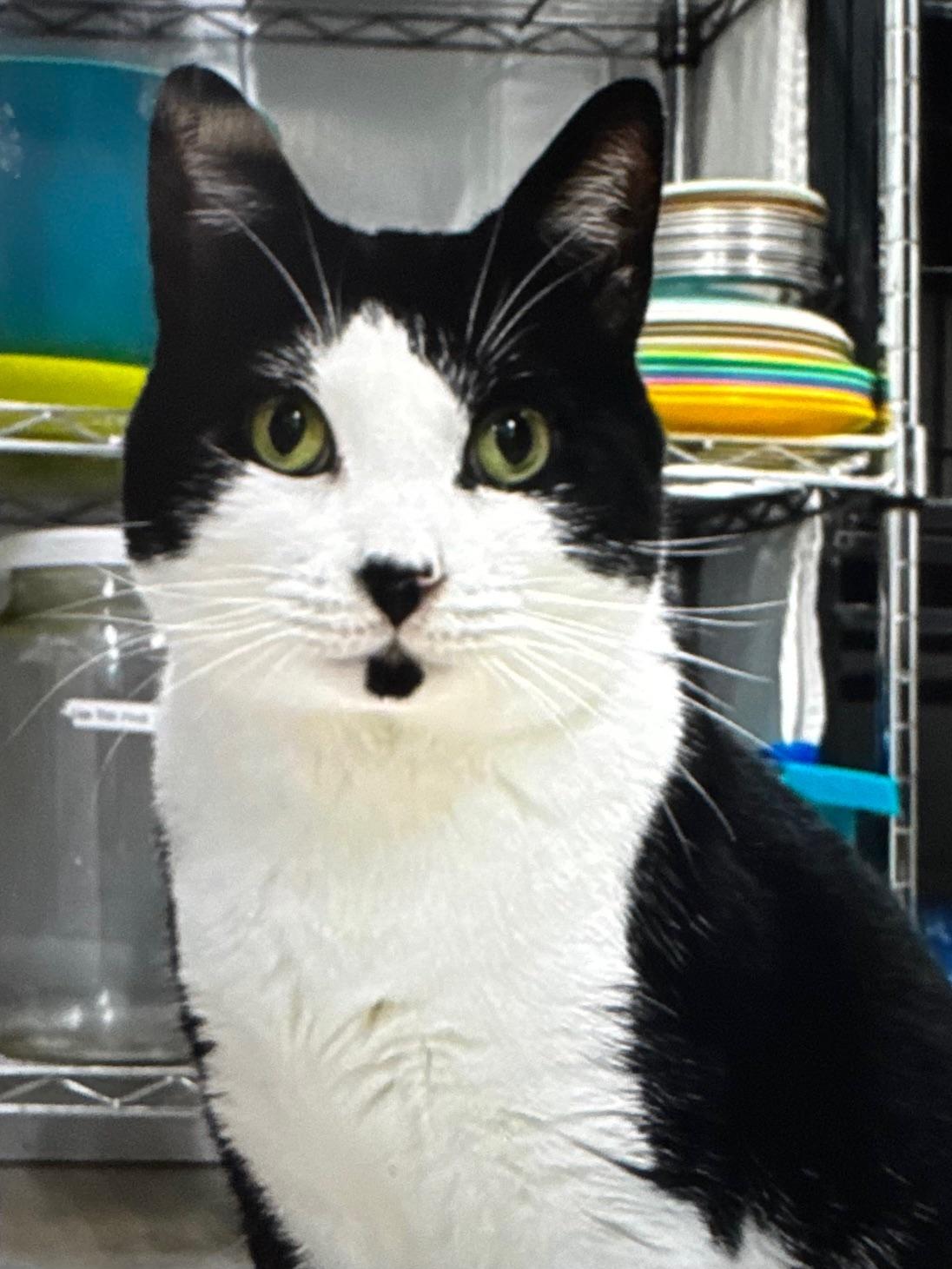A gorgeous black and white, short-haired cat with big, beautiful yellow eyes. His cute markings give him a darling black nose and lower lip, as if he just kissed an ink blotter.