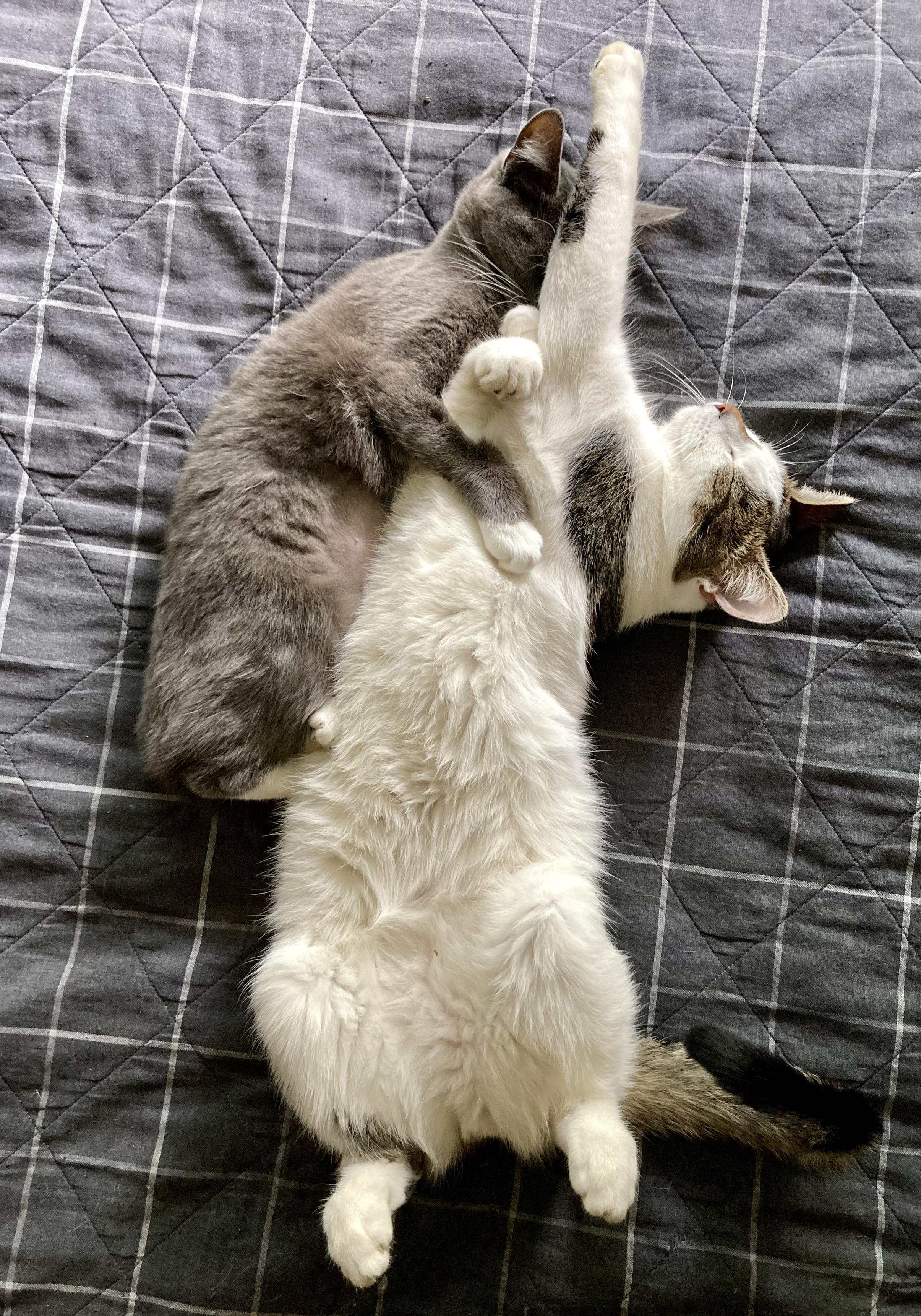 And overhead shot of a small grey cat clinging to a large mostly-white and mackeral tabby napping on a grey bedspread. The tabby is stretched out on his back, back paws curled up, head on the right and left front paw held out like Superman flying. The grey cat's head is obscured behind the tabby's outstretched paw while she clings to his chest with her right front paw.