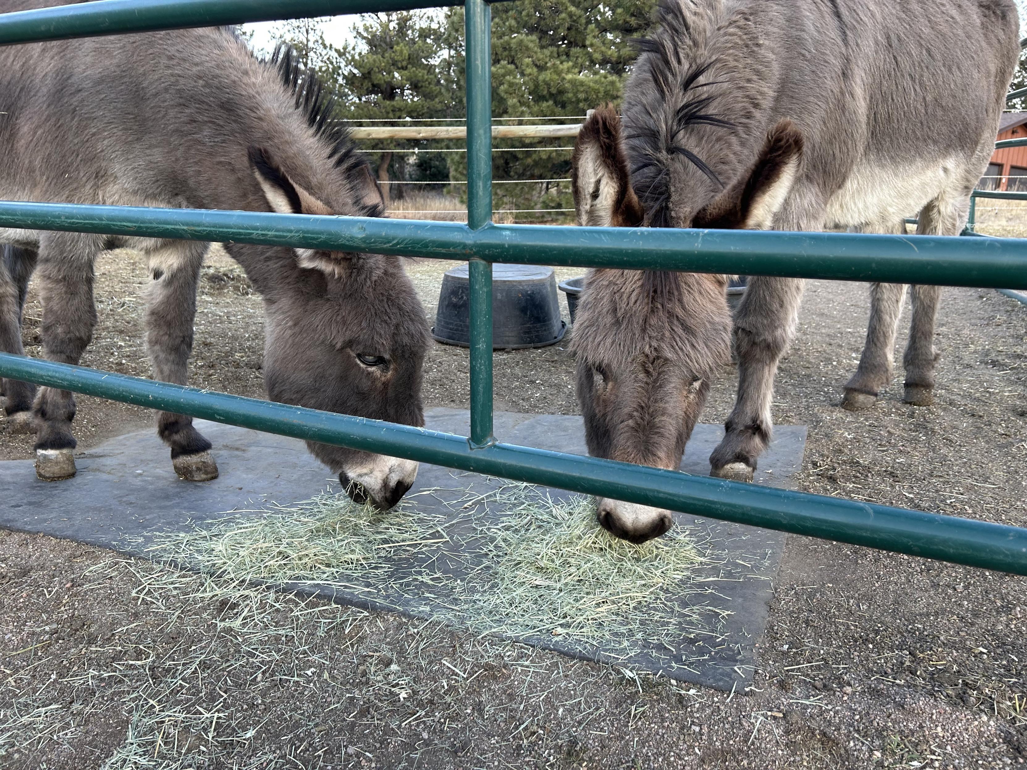 Two donkeys sampling a few handsful of the new hay. They’re very serious and focused on their work. 