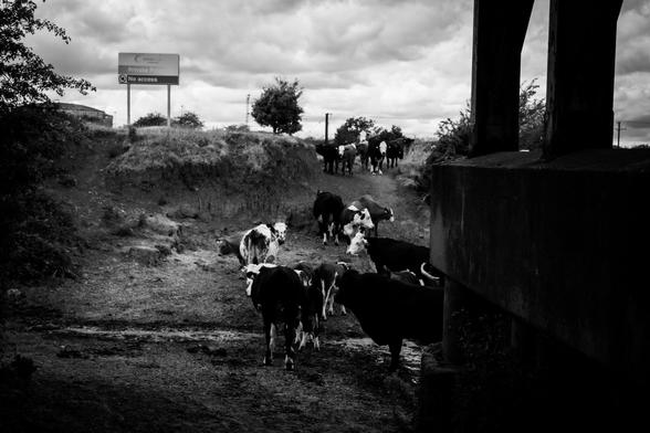 Cows coming down the bank to drink in the river. A black and white image that combines the picturesque with the rugged of the pillars of a railway bridge providing dark, negative space and the 'No access' sign at the top of the bank.