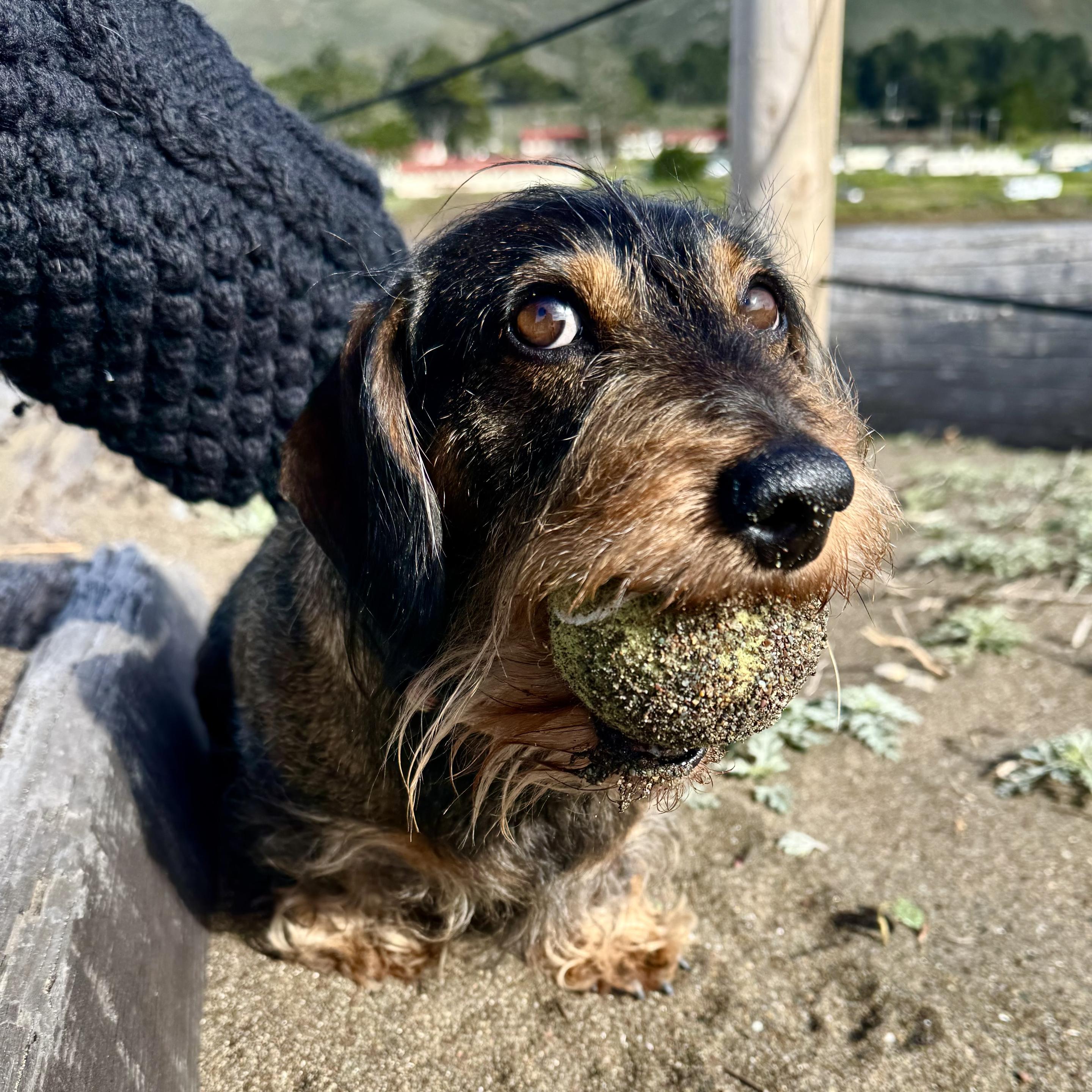 a small dachshund sitting holding a sandy ball in its mouth. arm is reaching down behind him, tickling him. he is looking up towards who the arm belongs to.