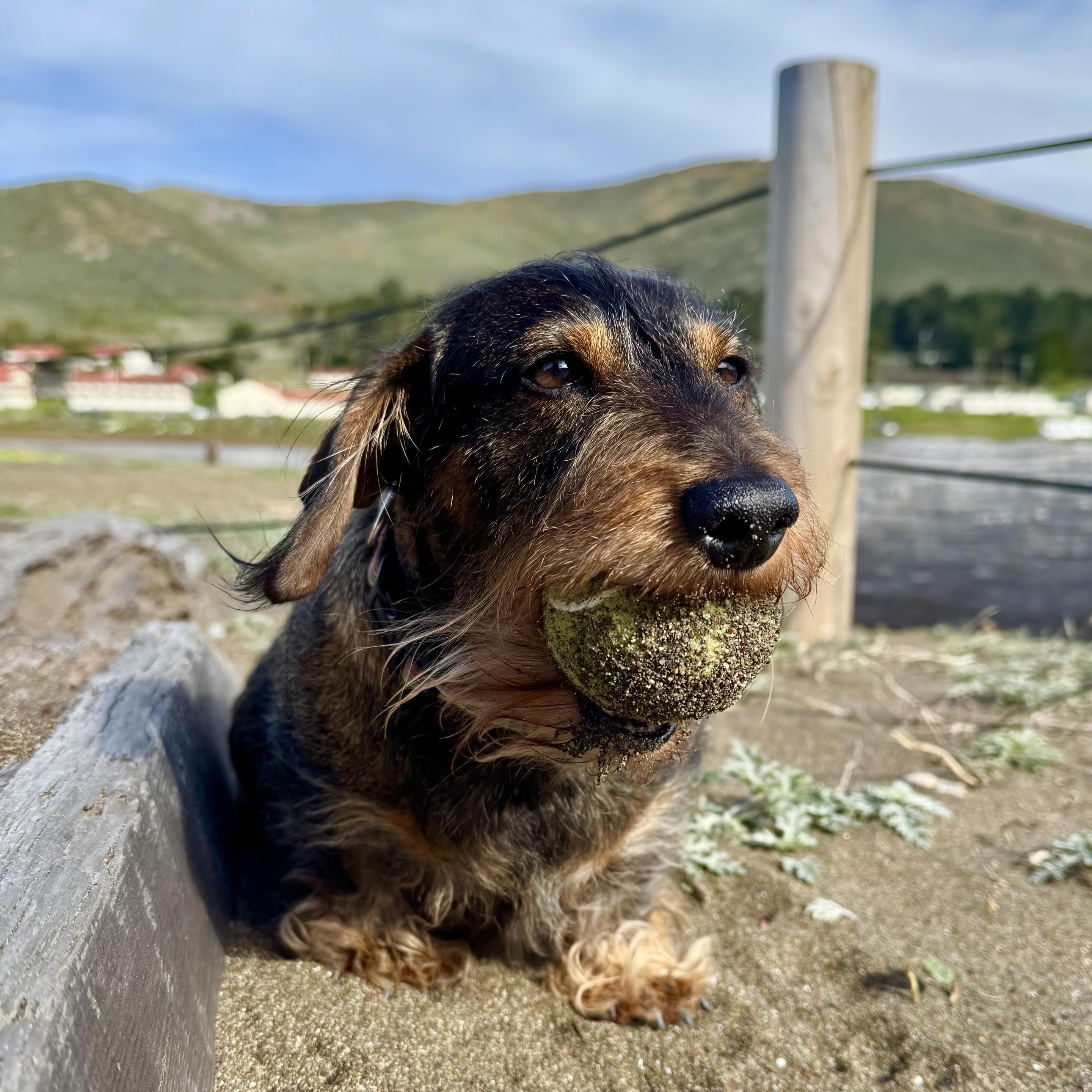 a small dachshund sitting holding a sandy ball in its mouth, he looks very satisfied