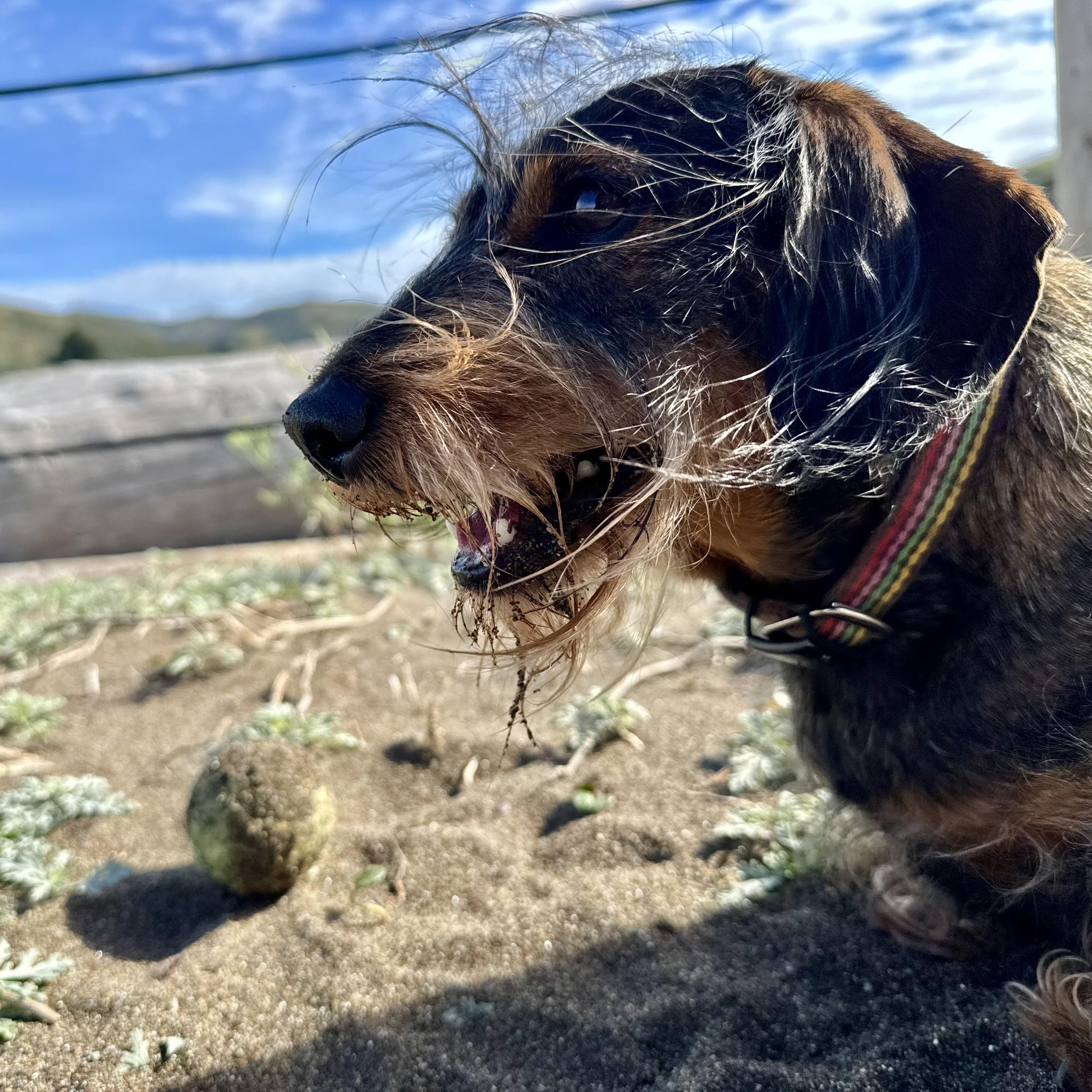 side on view of a small dachshund his wispy fur from his beard and ears is being blown around his face. he looks very happy