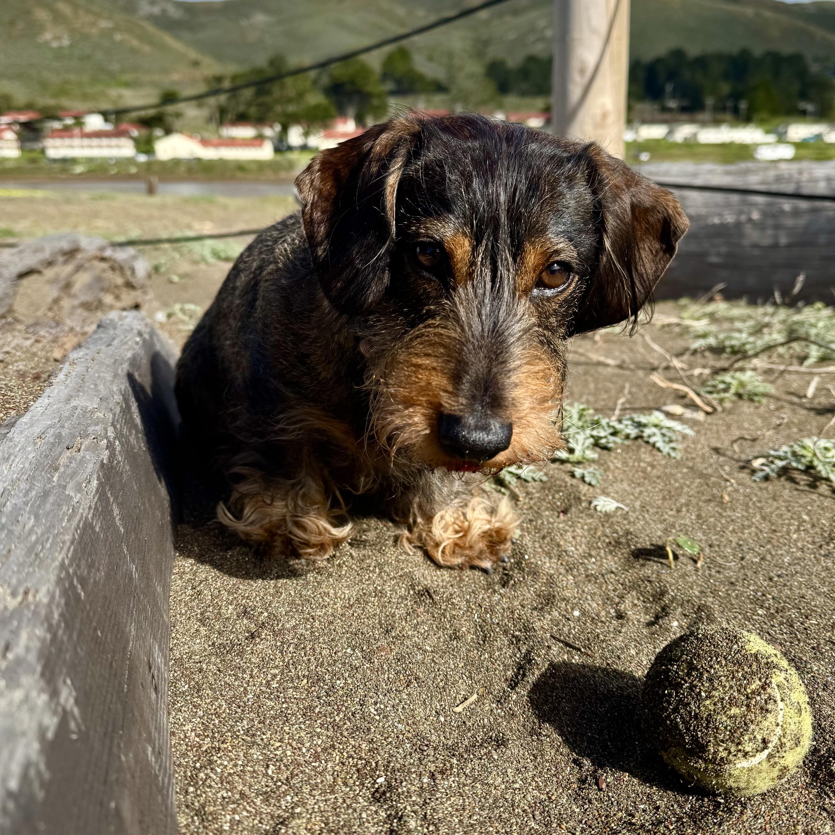 a small dachshund sitting looking down expectantly towards a sandy ball.