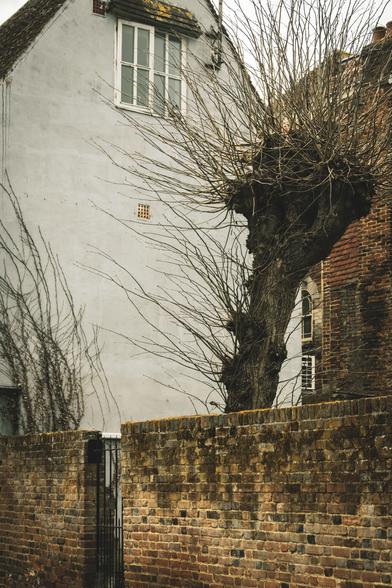 A gnarly, leafless tree behind the garden wall along the side of a white, gabled house.