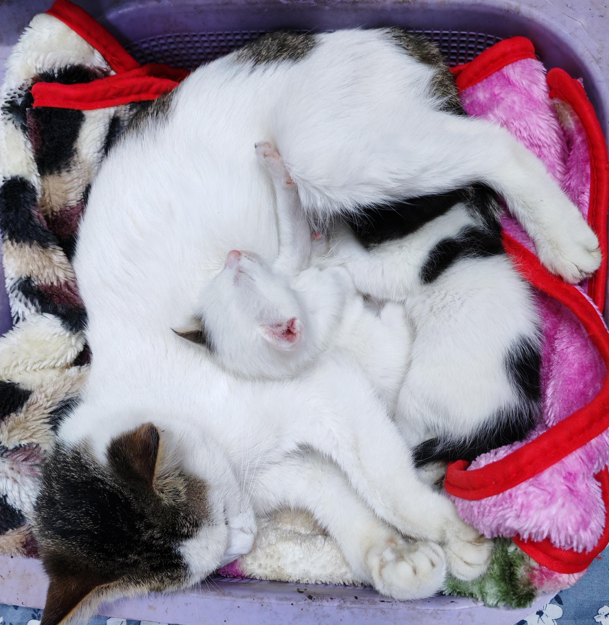 White cat with black big spots and black cap laying on the side. At her tummy two kitten are cuddling, one white with black tail and one black ear, the other one nearly a copy of mama.