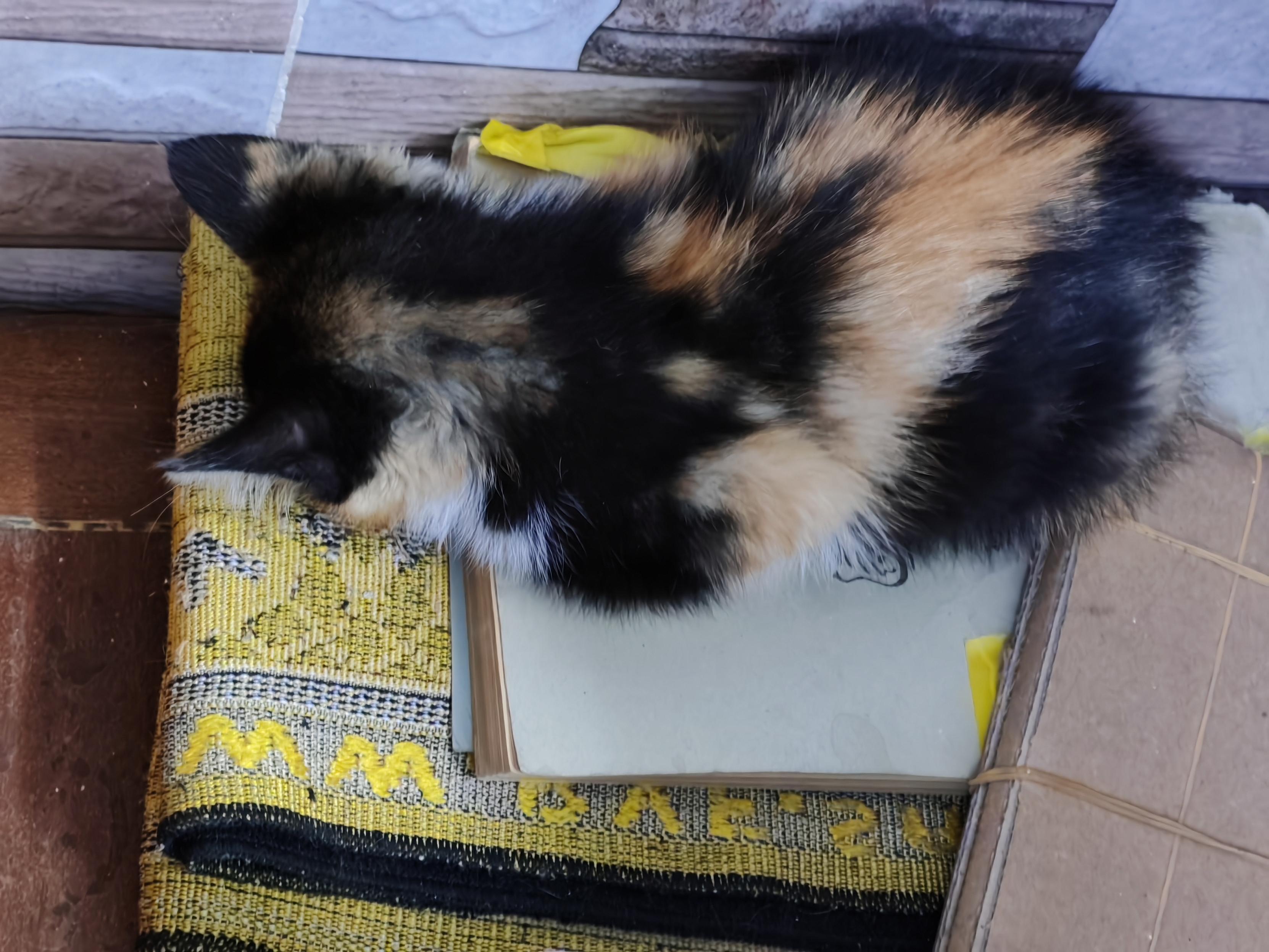 A three colored kitten is sleeping face down on a book, the book itself is laying on a folded prayer rug. Size of kitten maybe two hands full.