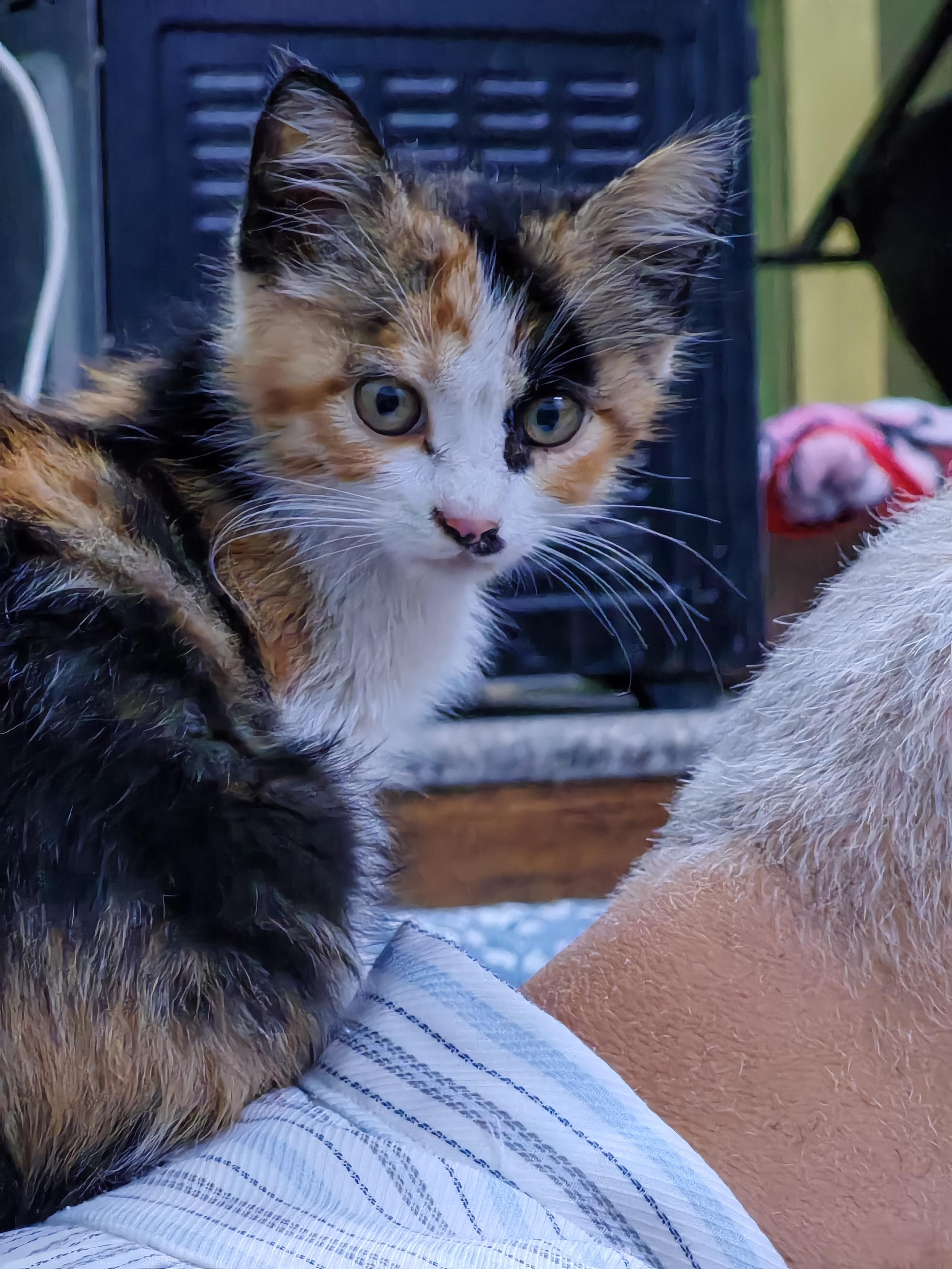 Small three colored cat with white face and a funny black spot around her pink nose sits comfortable on the neck of a striped shirt. A male neck with short white hair is visible at the right side, too, the head bent down to give her a nice space to sit on. She looks in the camera as if she wants to say: "what, yes, my place!"