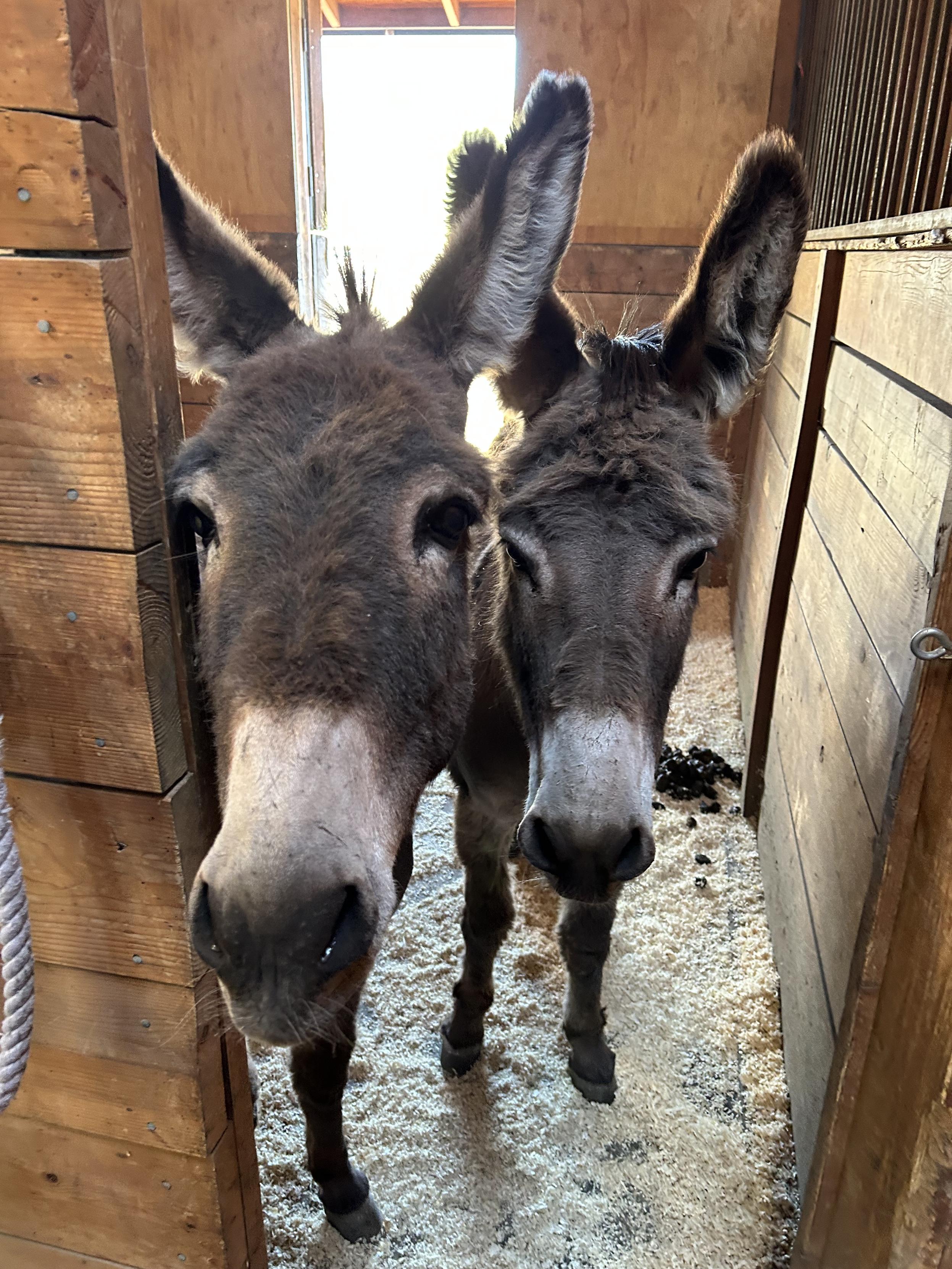 Two donkeys, grey with white muzzles and big standard-issue donkey ears. They’re standing side by side in the doorway to their barn stall, excited to see you. 

Well ok, they’re excited to see the bucket of hay that’s about to come through the doorway. But I’m sure they’d be thrilled to see you as well if only you were here.
