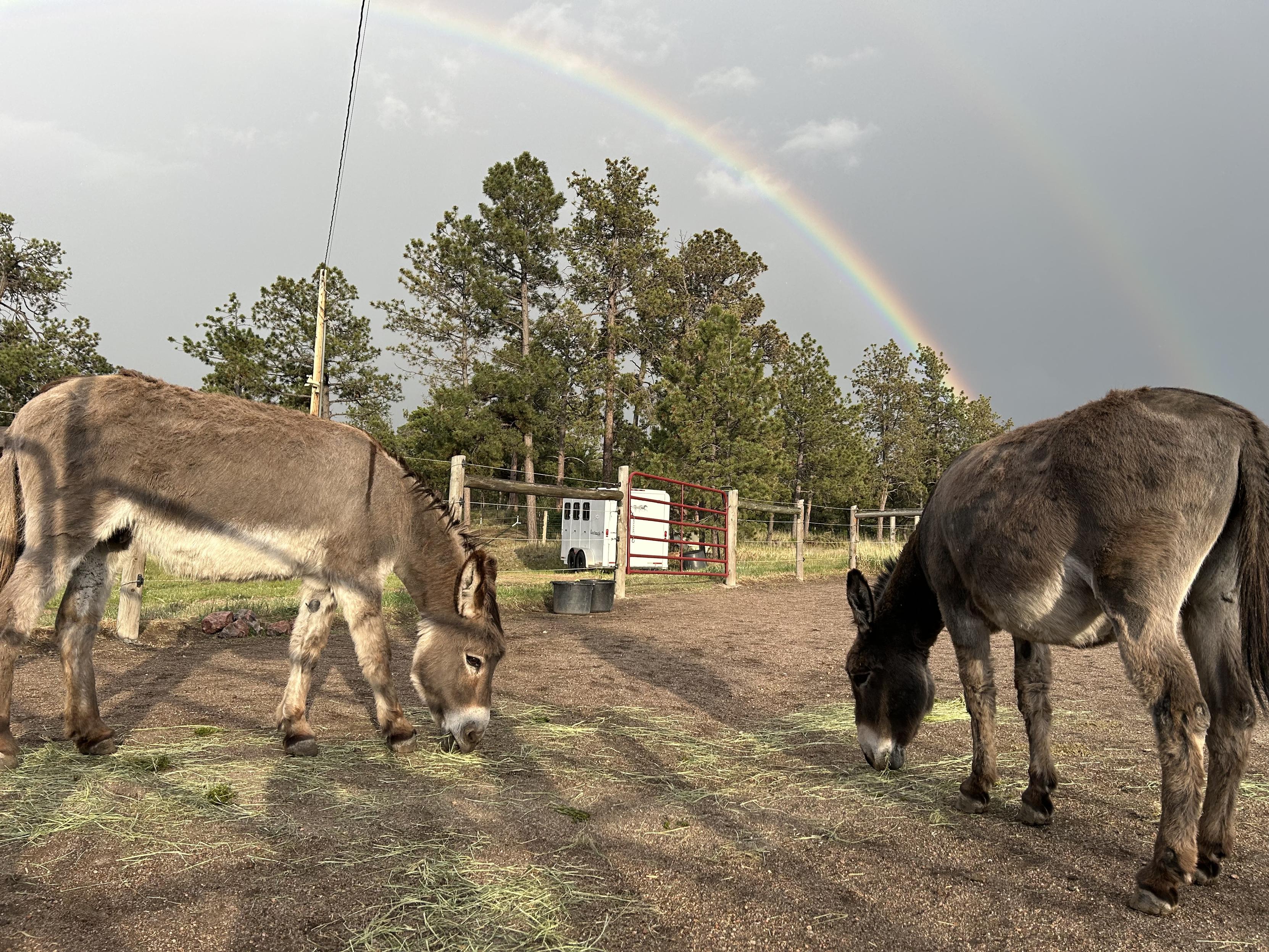 Two donkeys standing in a paddock facing each other with a big bright rainbow in the sky above them.
