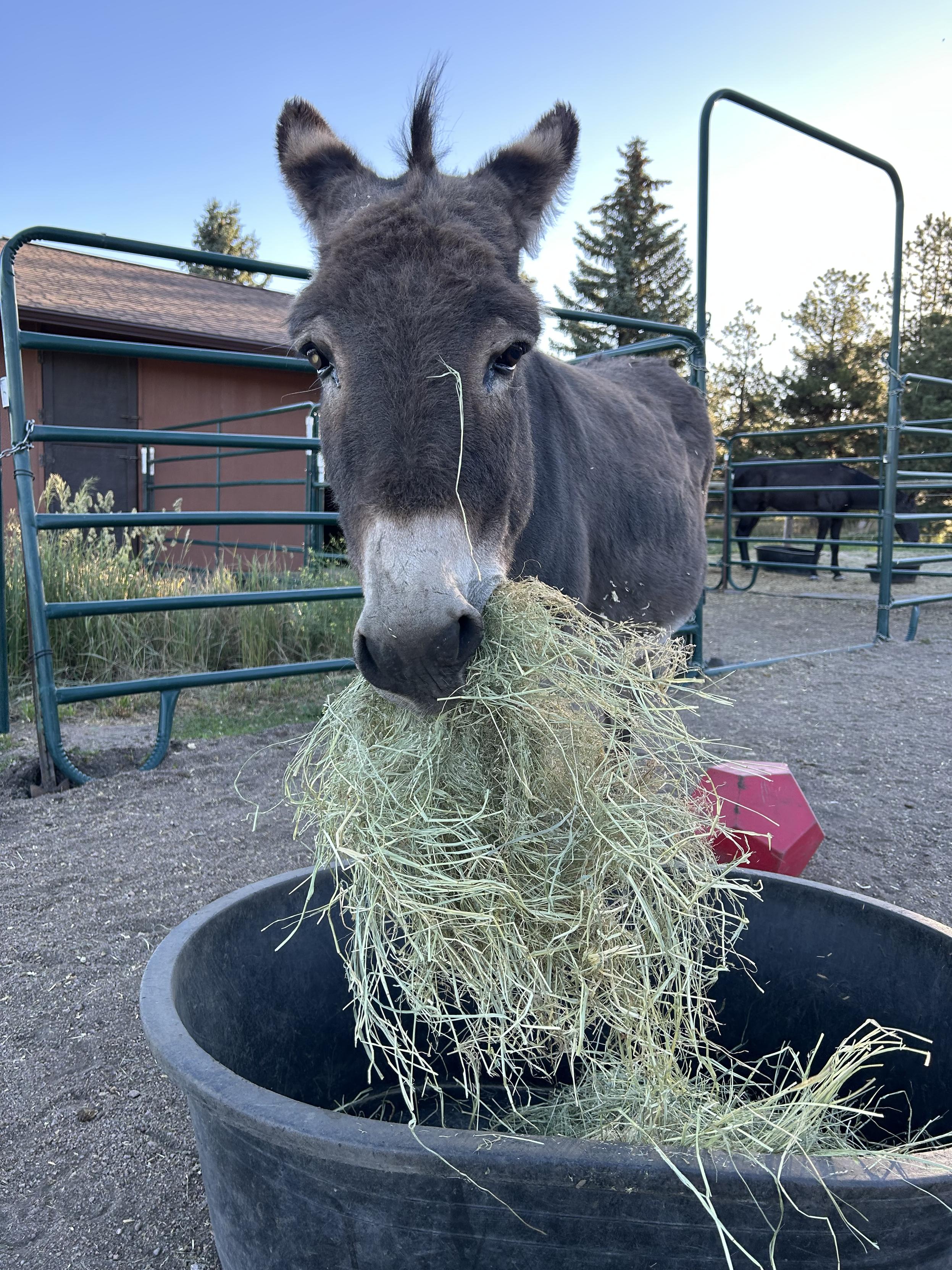 A donkey with an enormous mouth full of hay. Like, bigger than his head.