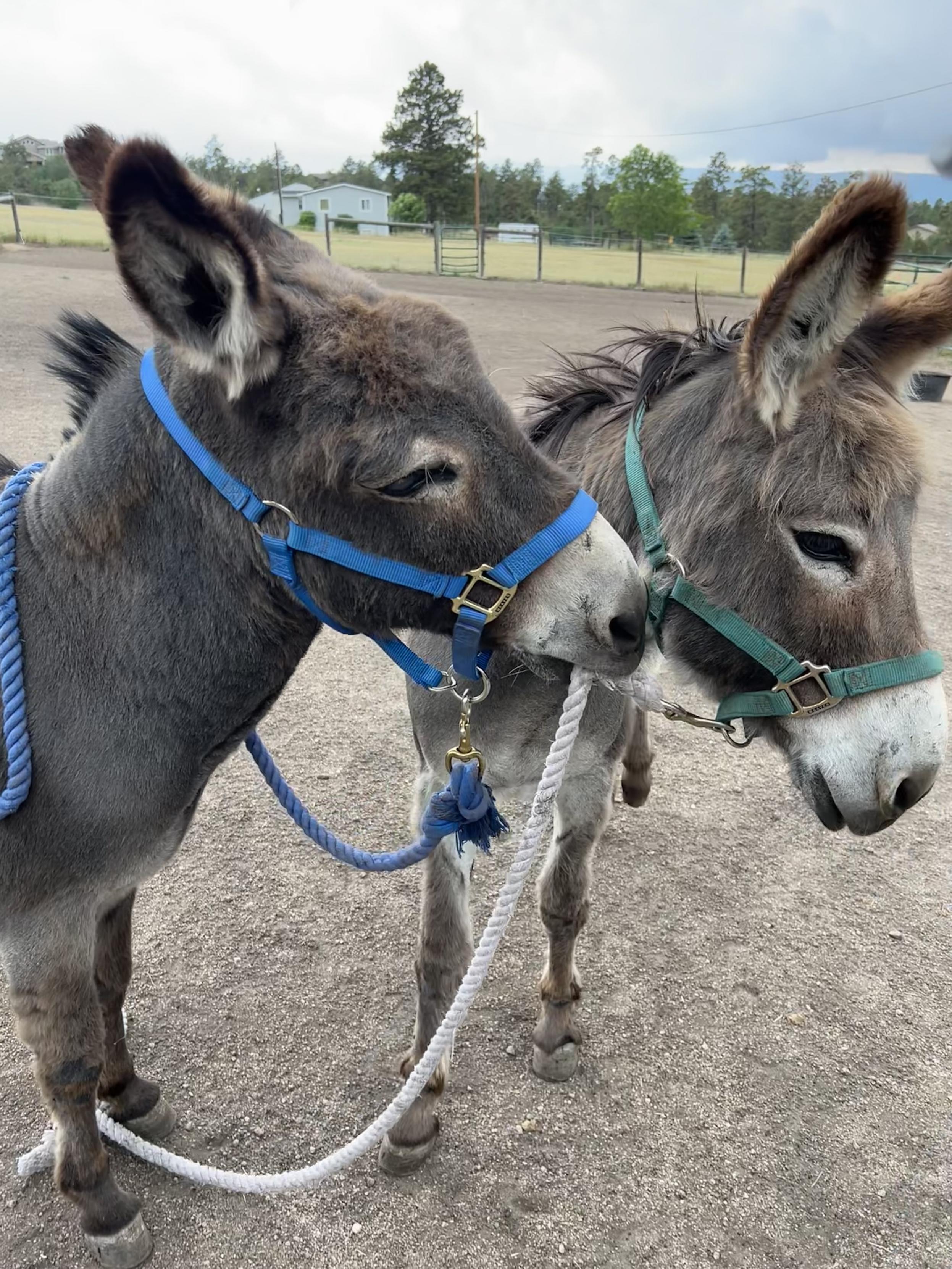 Two donkeys in halters with stout lead lines. One is holding the lead line of the other in his mouth, as if to say “you’re my donkey now”.