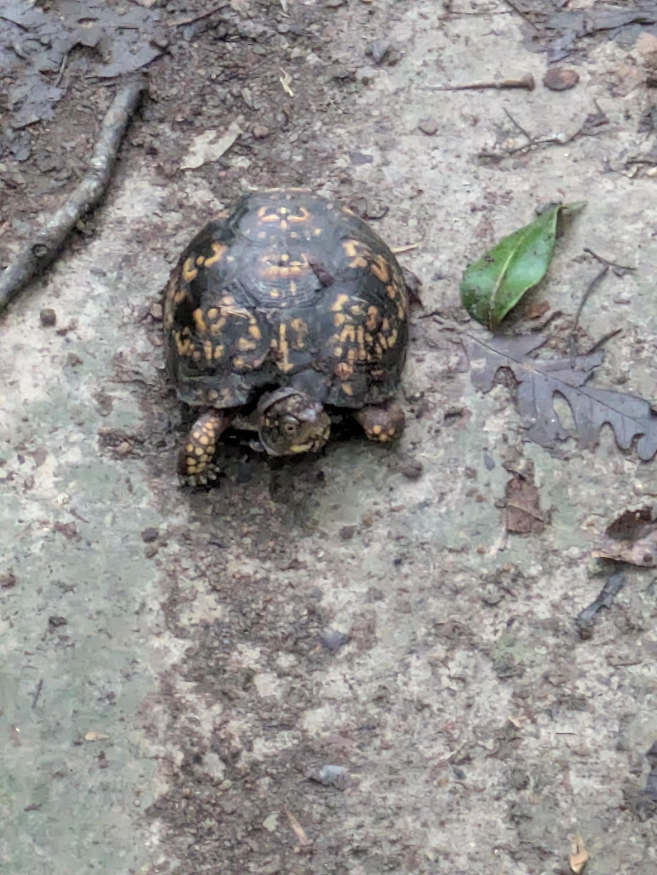 Box turtle in orange and brown on a dirt trail