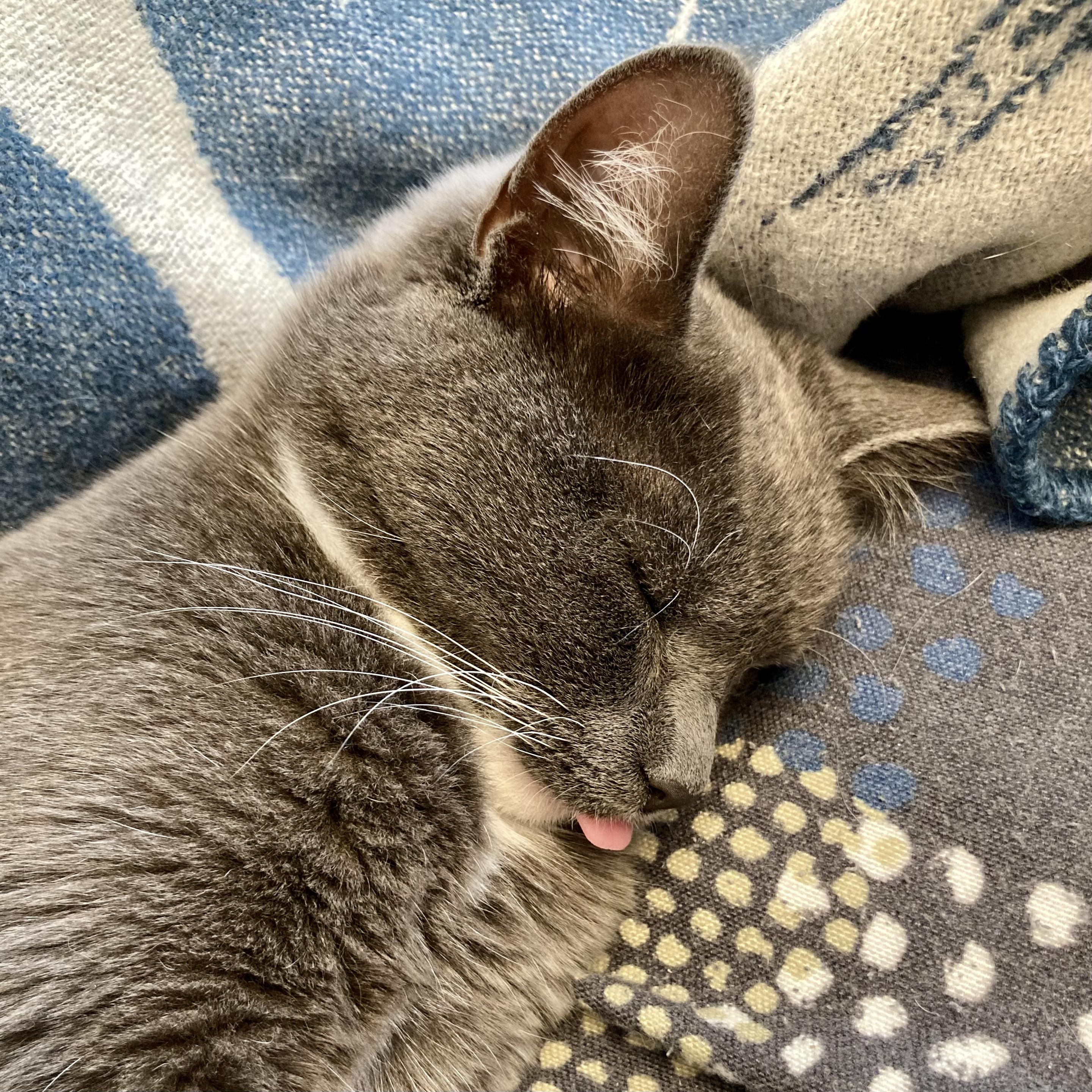A headshot of a small grey cat is asleep on a blue and white wool blanket and a speckled sofa cover. The cat is on its left side and the small pink tip of its tongue is sticking out.