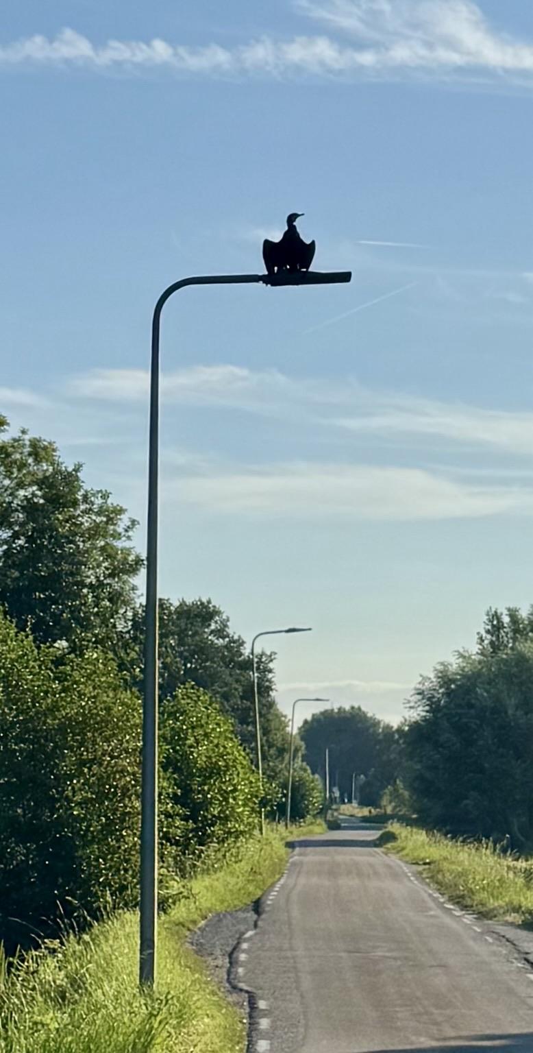 Aalscholver zit op een lantaarnpaal om op te drogen, rondom zijn bomen, boerderijen en weilanden.
