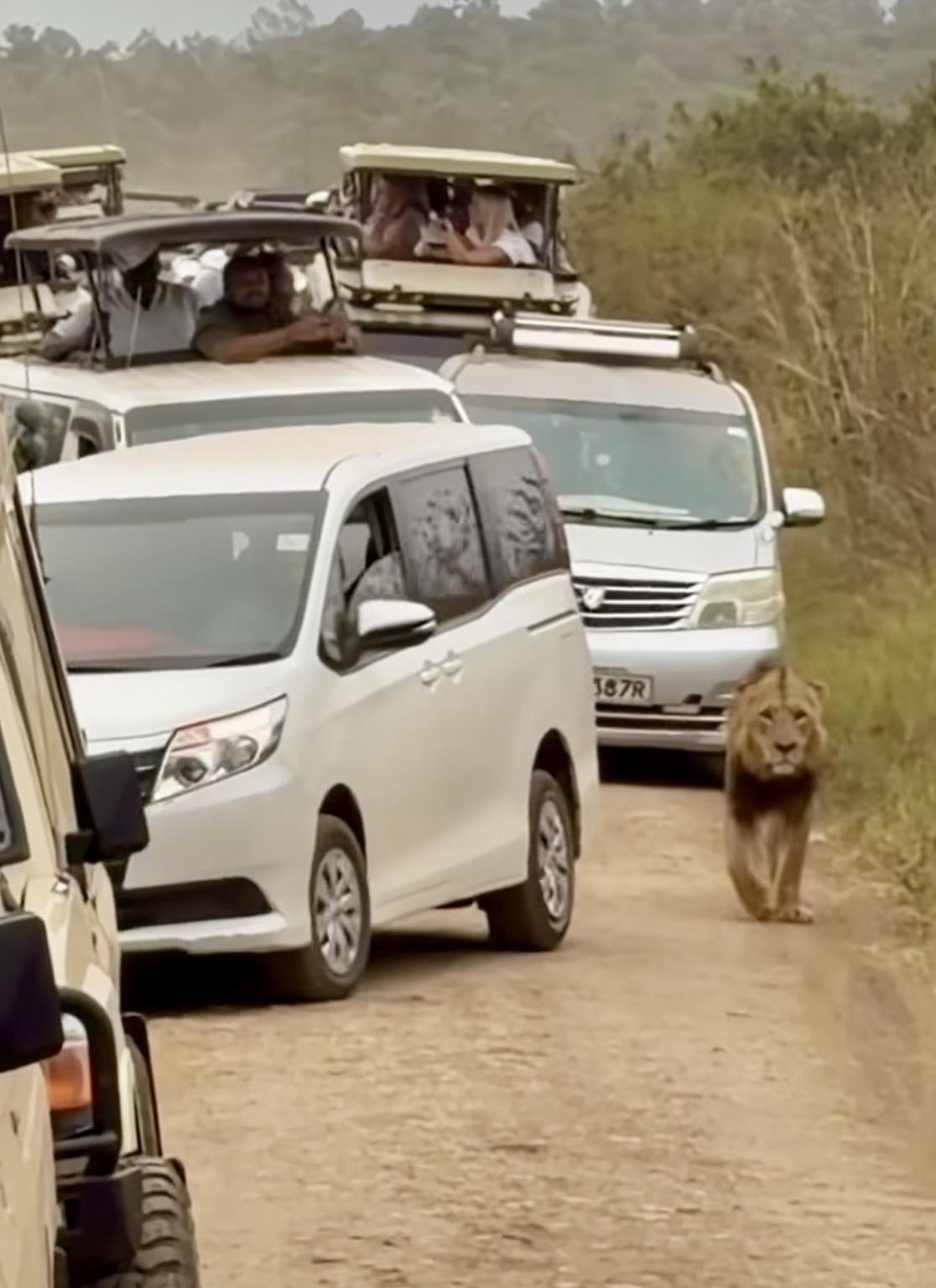 Een leeuw in zijn habitat, omgeven door respectloze mensen in safari voertuigen