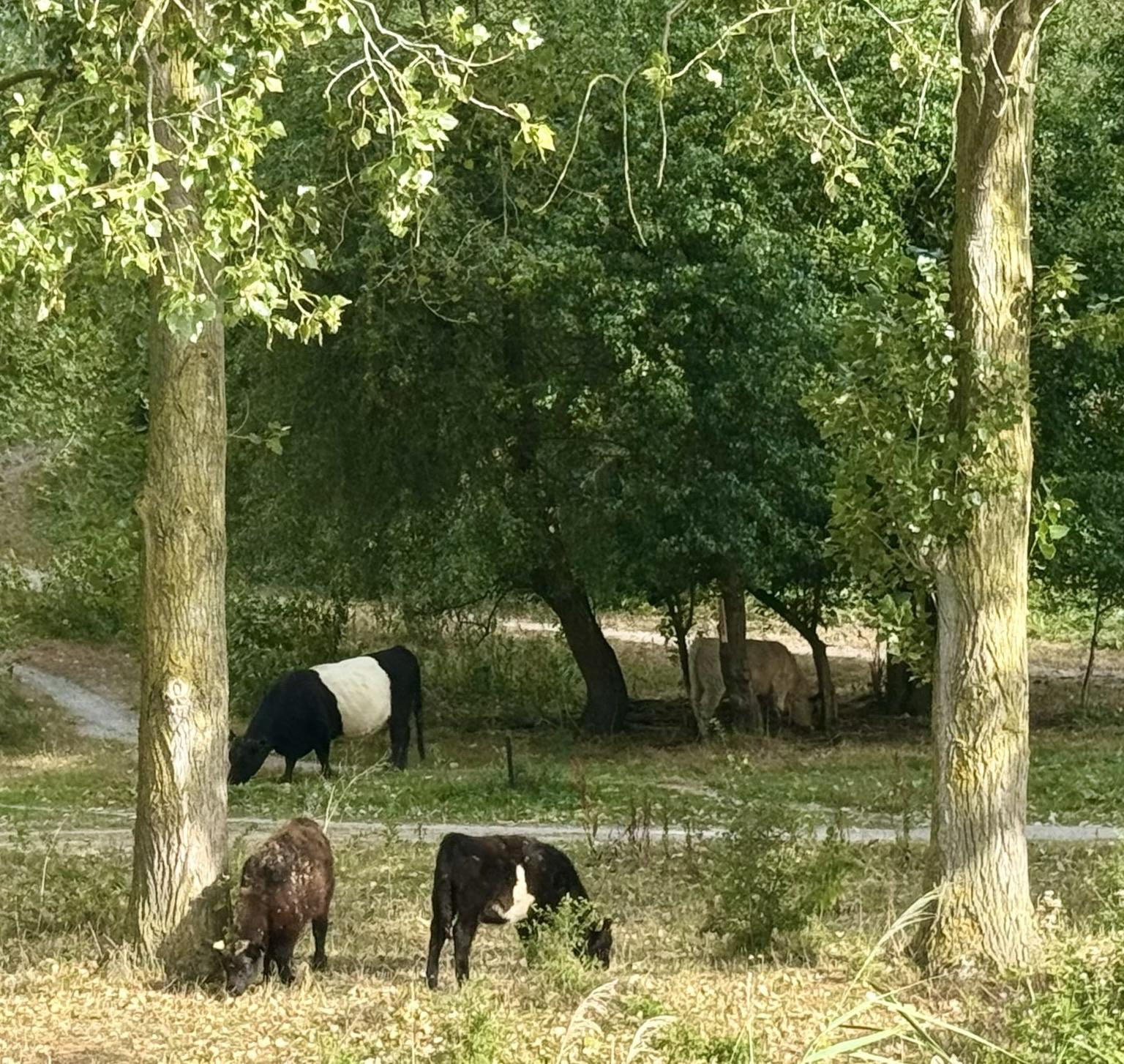 Schotse hooglanders in het Buytenpark