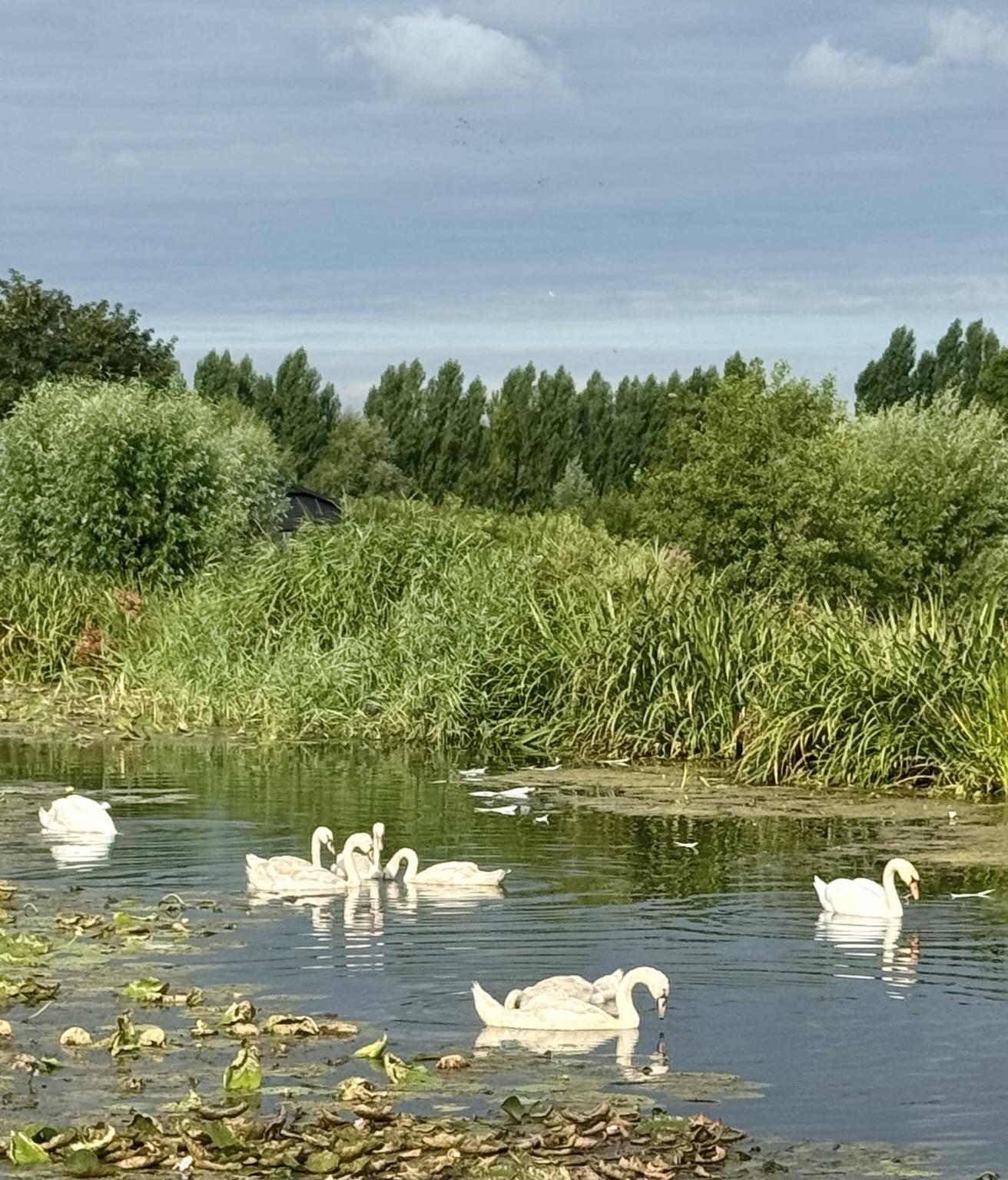 Zwanen familie in de vaart tussen Stompwijk en Leidschendam