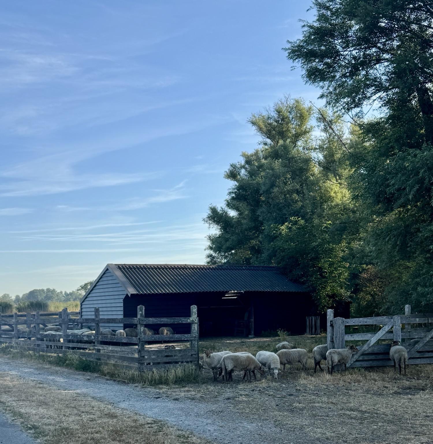 Schapen in en rond de schaapskooi