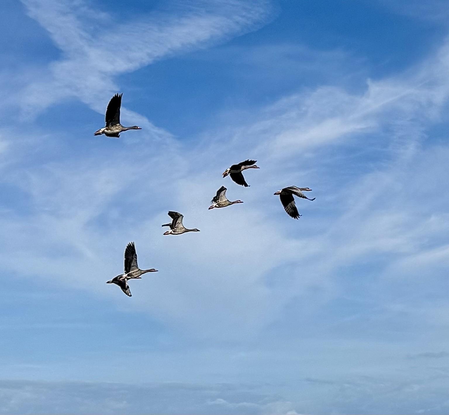 Een groepje Ganzen vliegen voorbij, de lucht is blauw met sluierbewolking.