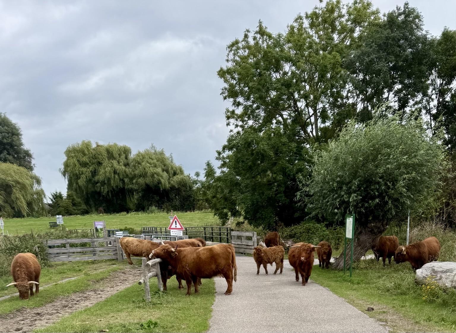Kudde Schotse Hooglanders bij de ingang van het Buytenpark