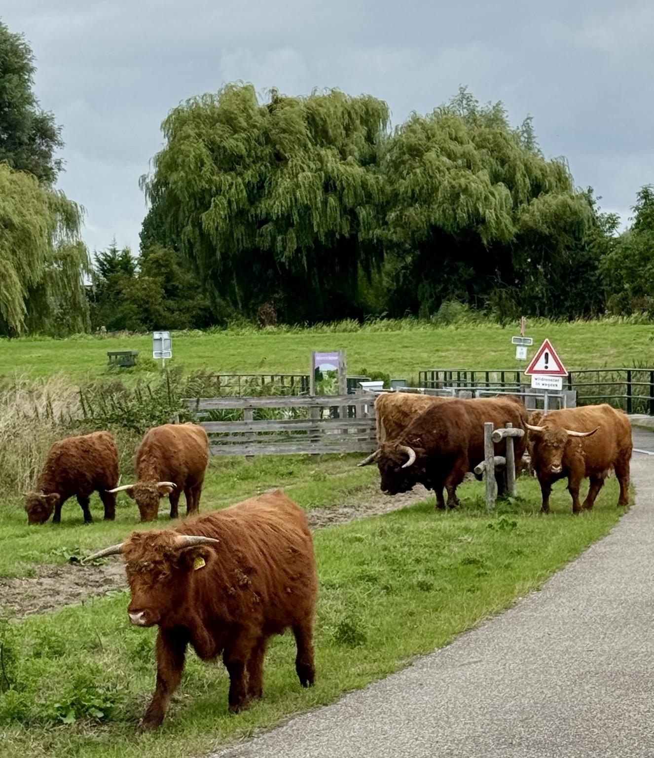 Kudde Schotse Hooglanders bij de ingang van het Buytenpark