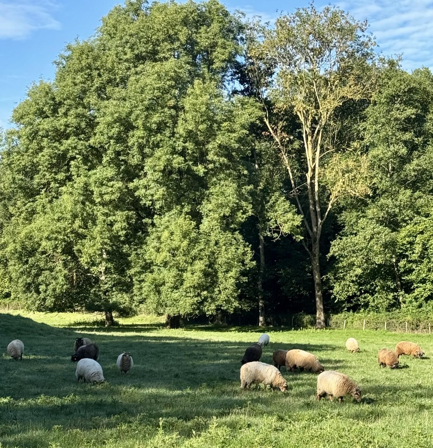 Schapen in het Westerpark nabij Zoetermeer op de achtergrond hoge bomen