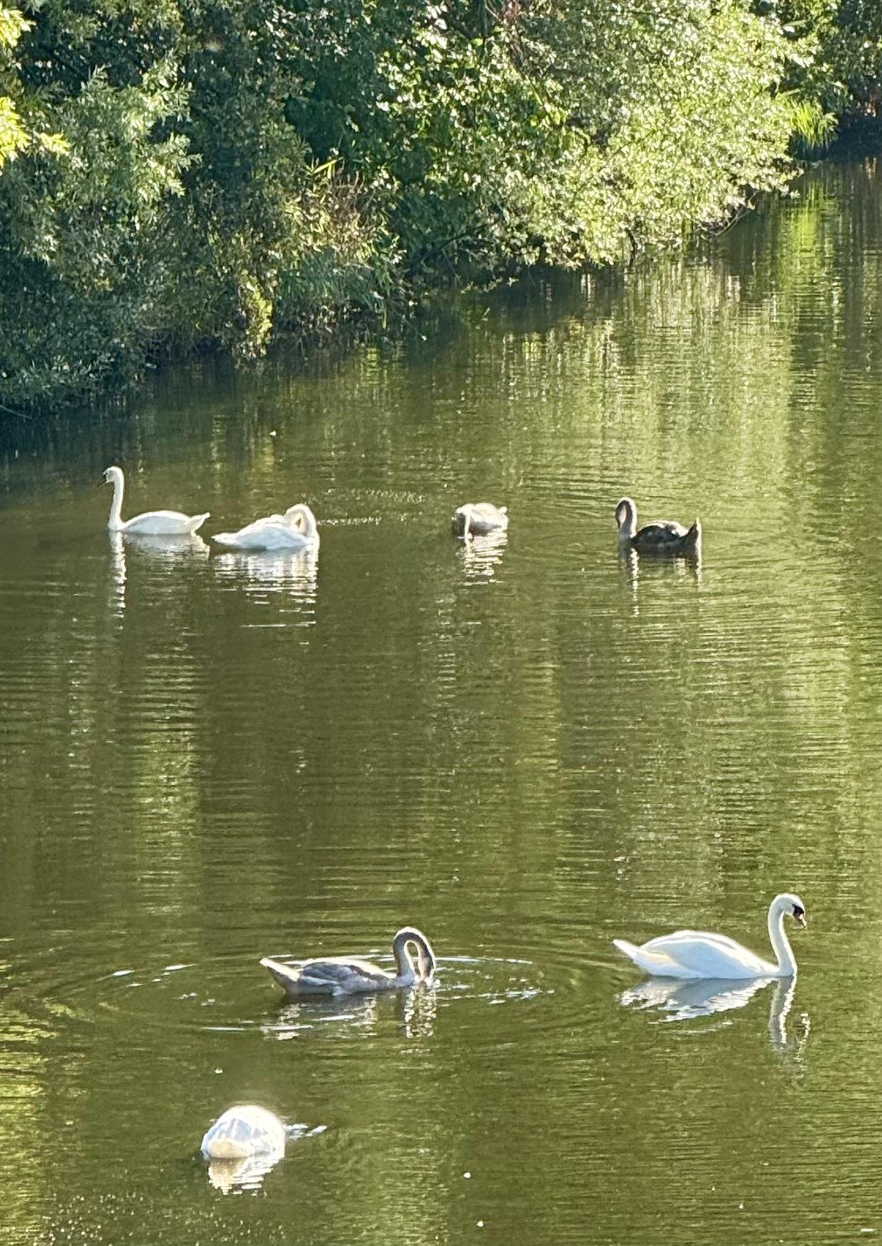Zwanen met Youngsters in het water met een zonnetje omgeven door veel groen