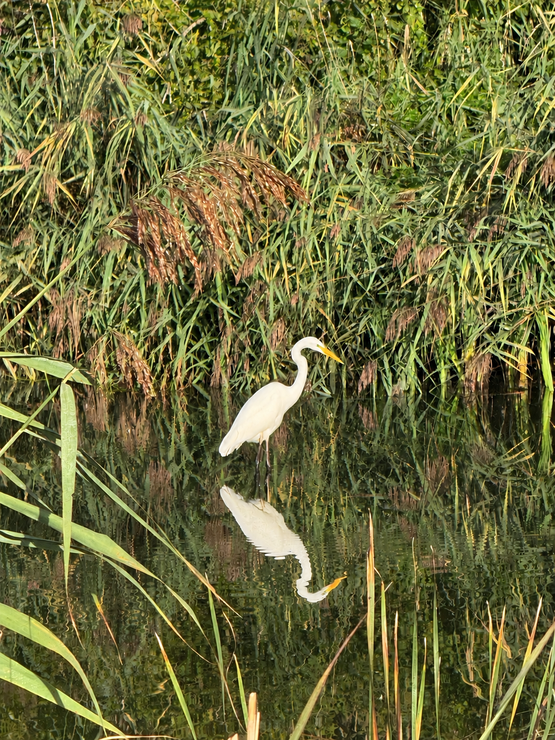 Een witte reiger aan het ontbijten in de Vlietlanden tussen Voorschoten en Leidschendam