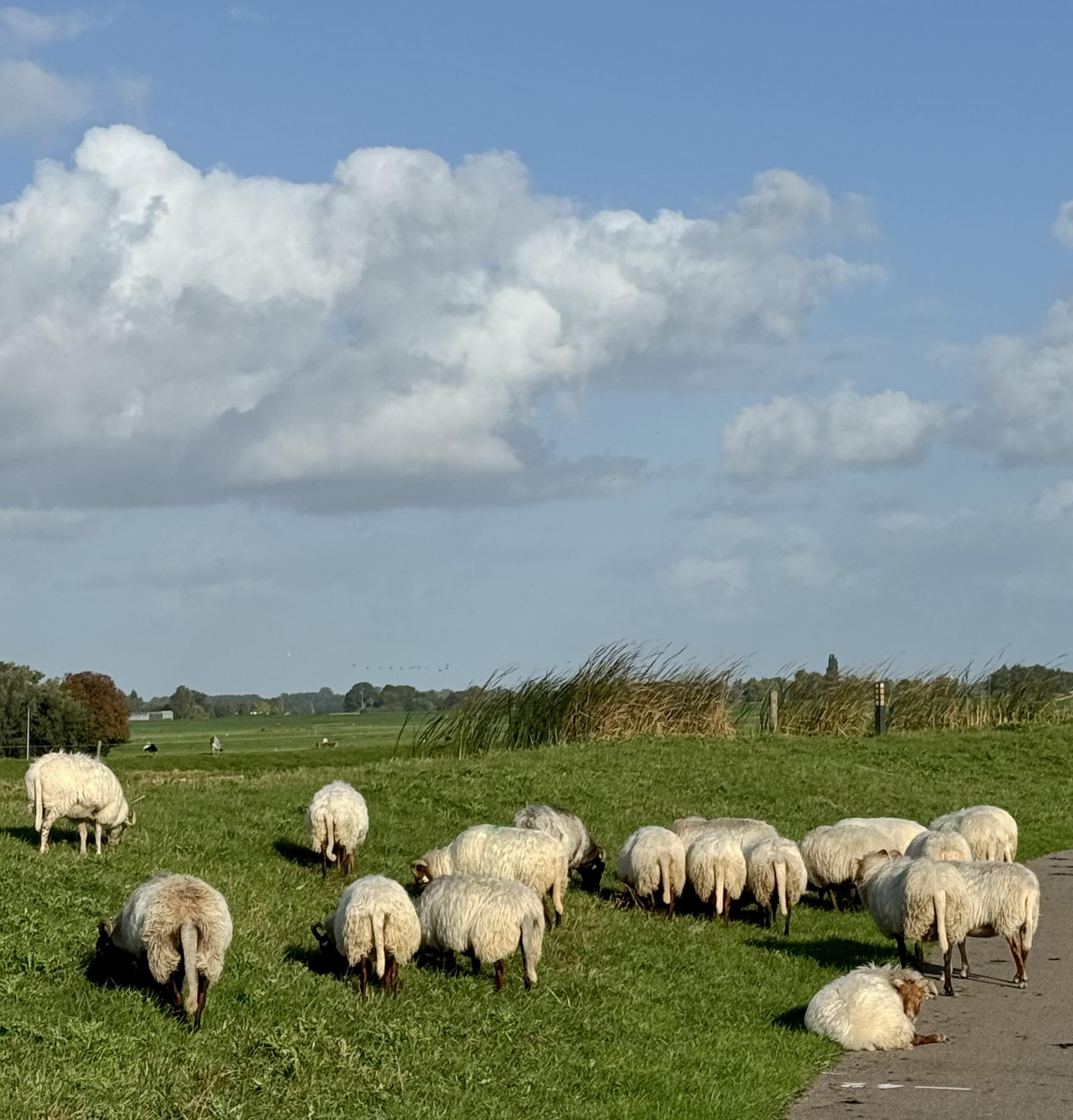 Schapen in het buitengebied nabij Zoetermeer