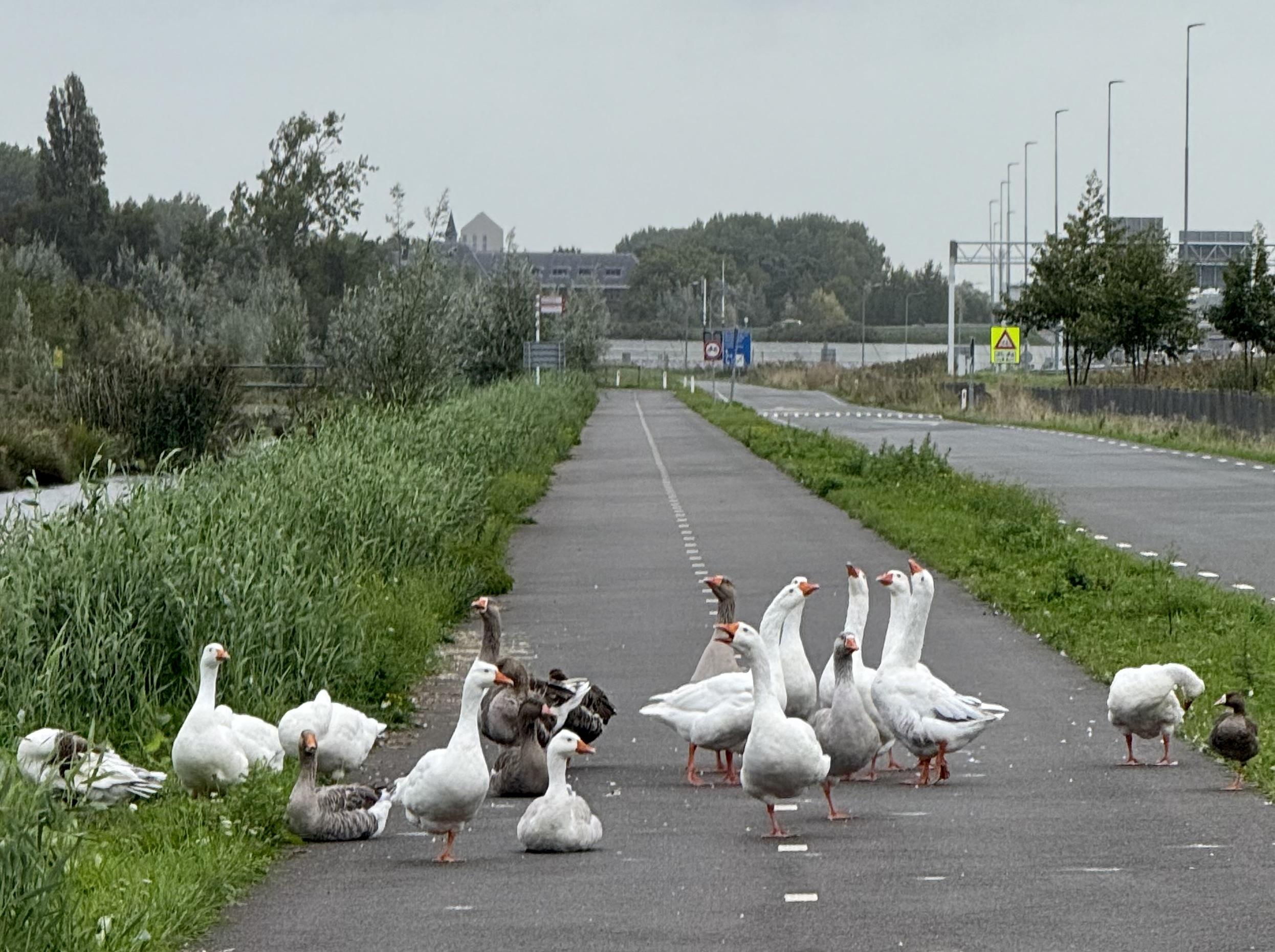 Ganzen blokkeren het fietspad