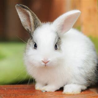 🐇